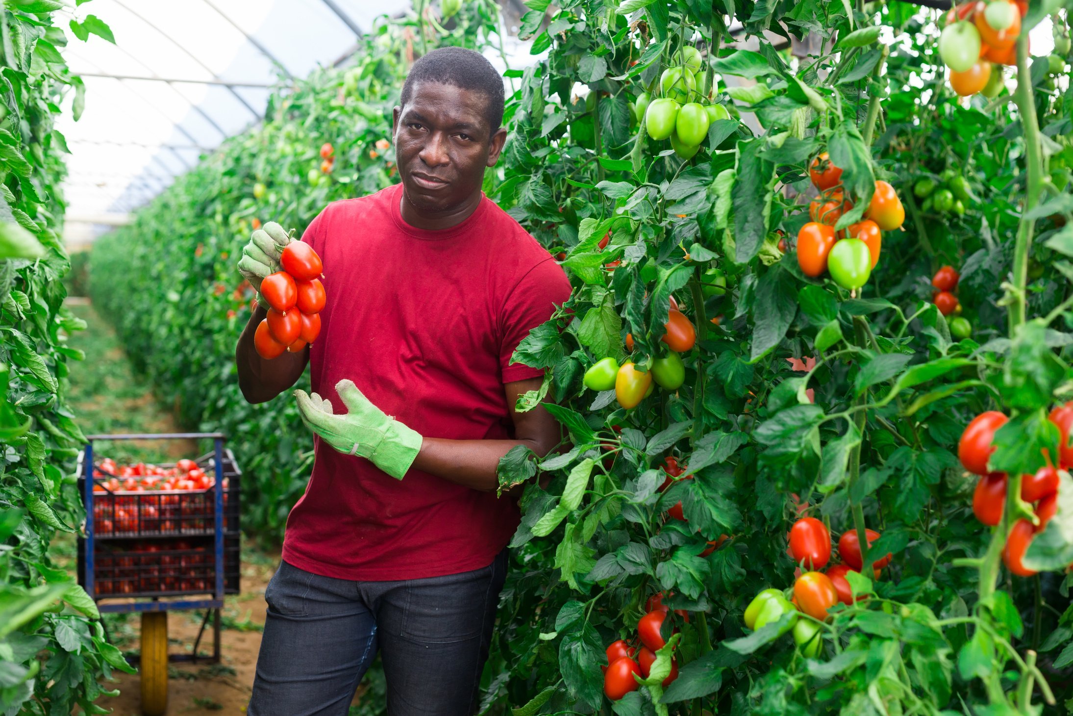 African american farmer harvesting plum tomatoes in greenhouse